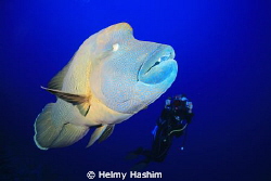 napolion of elphinstone reef ! by Helmy Hashim 